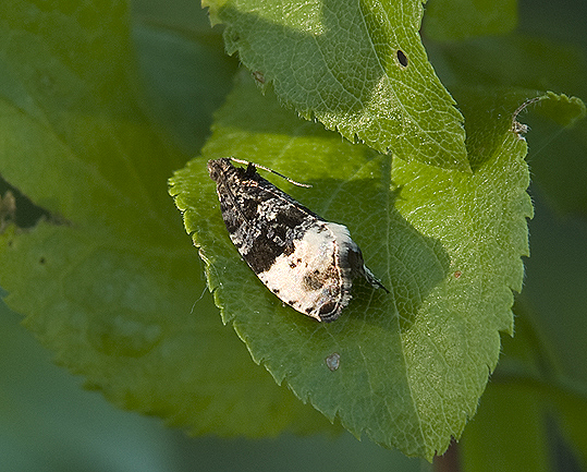 Hedya pruniana - Tortricidae